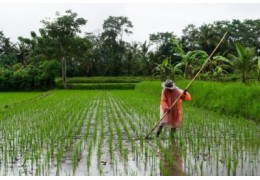 Cancer : les pesticides pourraient en être la cause ?